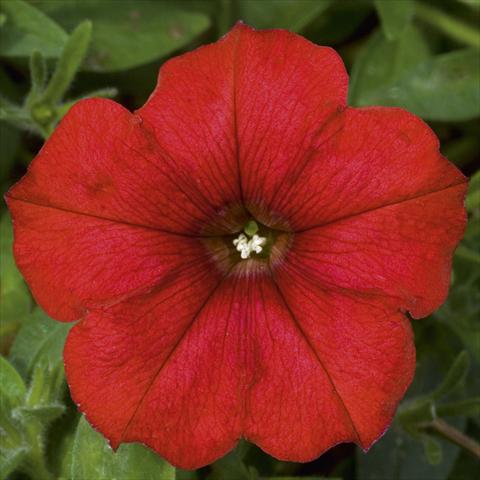 Photos von Blumenvarianten benutzt als: Topf, Beet, Terrasse, Ampel Petunia CompactFamous™ Red Fire evol sel®