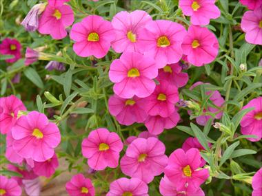 Photos von Blumenvarianten benutzt als: Ampel/Topf Calibrachoa Star Pink