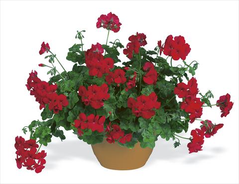 Photos von Blumenvarianten benutzt als: Beet, Terrasse, Ampel Pelargonium peltatum pac® Happy Face Velvet Red