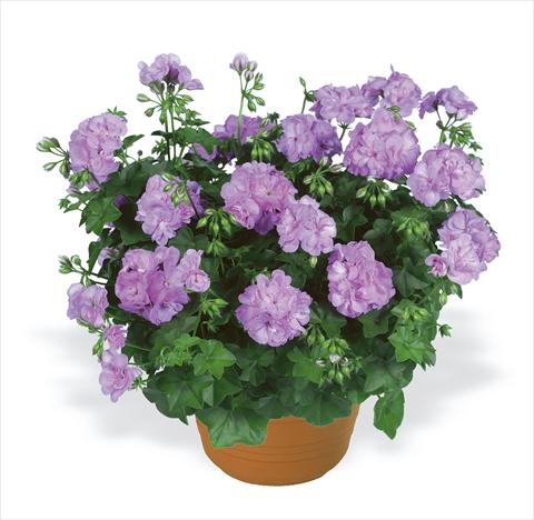 Photos von Blumenvarianten benutzt als: Beet, Terrasse, Ampel Pelargonium peltatum pac® Lilly