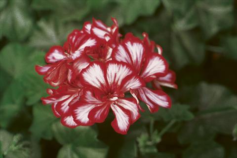 Photos von Blumenvarianten benutzt als: Beet, Terrasse, Ampel Pelargonium peltatum pac® Mexica Granatit