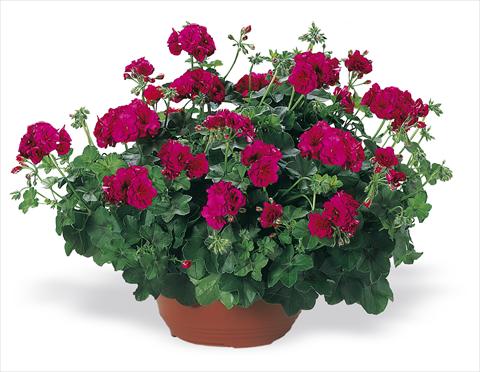Photos von Blumenvarianten benutzt als: Beet, Terrasse, Ampel Pelargonium peltatum pac® Nealit Improved