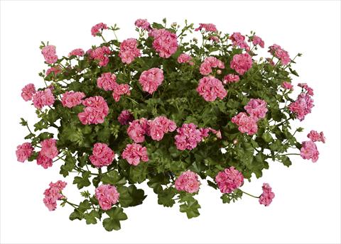 Photos von Blumenvarianten benutzt als: Beet, Terrasse, Ampel Pelargonium peltatum pac® Pink Sybil