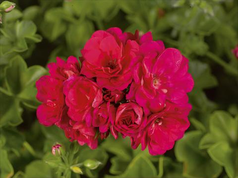 Photos von Blumenvarianten benutzt als: Beet, Terrasse, Ampel Pelargonium peltatum pac® Purple Sybil