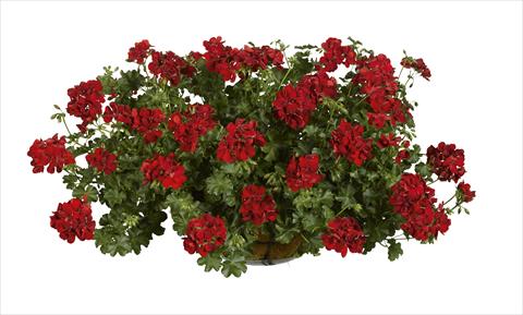 Photos von Blumenvarianten benutzt als: Topf, Beet, Terrasse Pelargonium peltatum pac® Ruby