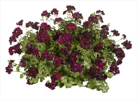 Photos von Blumenvarianten benutzt als: Topf, Beet, Terrasse Pelargonium peltatum pac® Tommy
