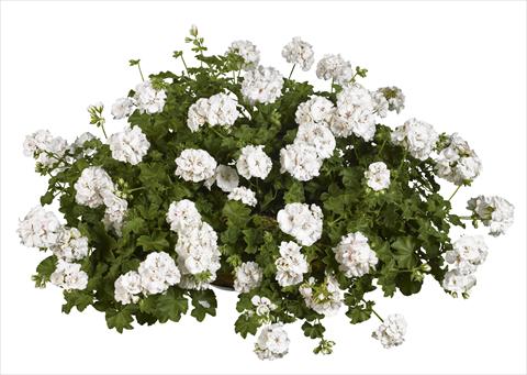 Photos von Blumenvarianten benutzt als: Beet, Terrasse, Ampel Pelargonium peltatum pac® White Pearl