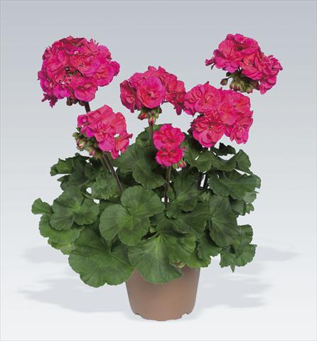 Photos von Blumenvarianten benutzt als: Topf, Beet, Terrasse Pelargonium zonale pac® Marena