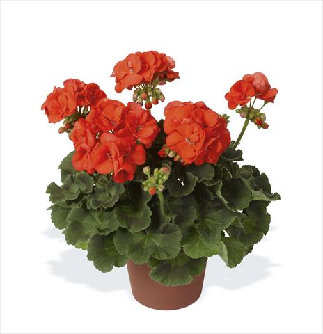 Photos von Blumenvarianten benutzt als: Topf, Beet, Terrasse Pelargonium zonale pac® Morning Sun