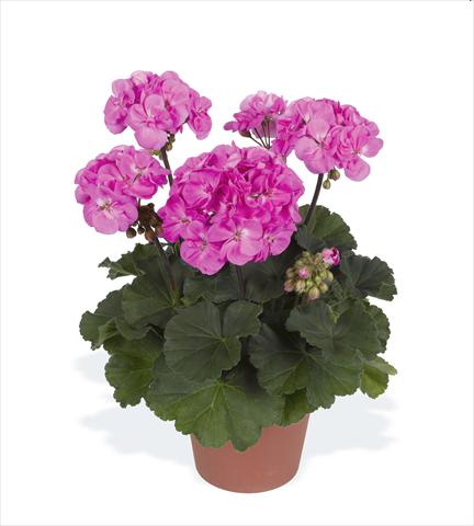 Photos von Blumenvarianten benutzt als: Topf, Beet, Terrasse Pelargonium zonale pac® Rosana