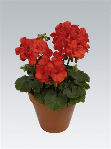 Photos von Blumenvarianten benutzt als: Topf, Beet, Terrasse Pelargonium zonale pac® Shocking Orange