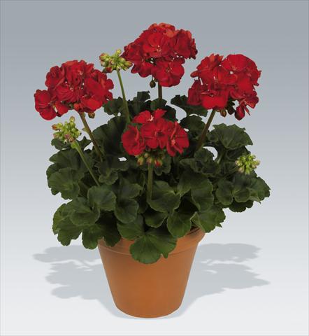 Photos von Blumenvarianten benutzt als: Topf, Beet, Terrasse Pelargonium zonale pac® Victor improved