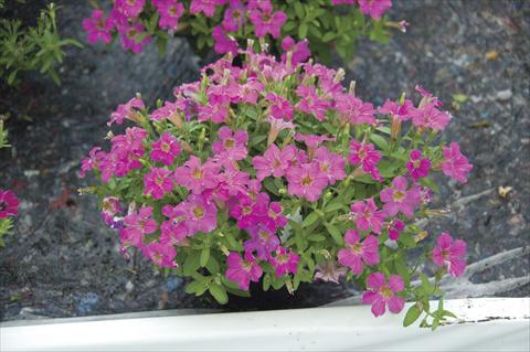 Photos von Blumenvarianten benutzt als: Topf, Beet, Terrasse, Ampel Petunia Littletunia Sweet Dark