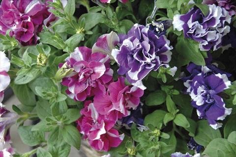 Photos von Blumenvarianten benutzt als: Topf, Beet, Terrasse, Ampel Petunia Sylvana King&Queen