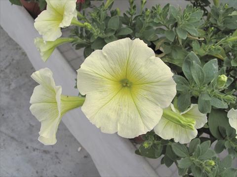 Photos von Blumenvarianten benutzt als: Topf, Beet, Terrasse, Ampel Petunia Veranda® Gialla