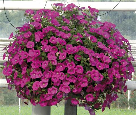 Photos von Blumenvarianten benutzt als: Topf, Beet, Terrasse, Ampel Petunia Veranda® Magenta