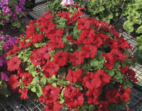 Photos von Blumenvarianten benutzt als: Topf, Beet, Terrasse, Ampel Petunia Veranda® Rossa