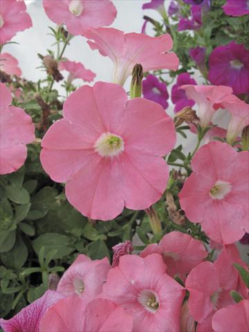 Photos von Blumenvarianten benutzt als: Topf, Beet, Terrasse, Ampel Petunia Veranda® Salmone