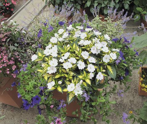 Photos von Blumenvarianten benutzt als: Beet, Topf oder Ampel Impatiens N. Guinea SunPatiens® Spreading White