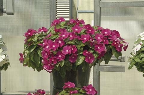 Photos von Blumenvarianten benutzt als: Topf, Beet, Terrasse, Ampel Catharanthus roseus - Vinca Boa Burgundy