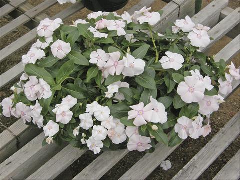 Photos von Blumenvarianten benutzt als: Topf, Beet, Terrasse, Ampel Catharanthus roseus - Vinca Boa Peach