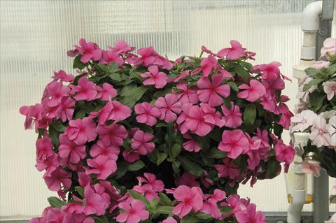 Photos von Blumenvarianten benutzt als: Topf, Beet, Terrasse, Ampel Catharanthus roseus - Vinca Boa Rose