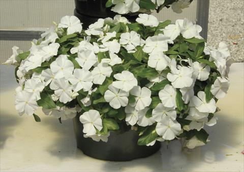 Photos von Blumenvarianten benutzt als: Topf und Beet Catharanthus roseus - Vinca Boa White