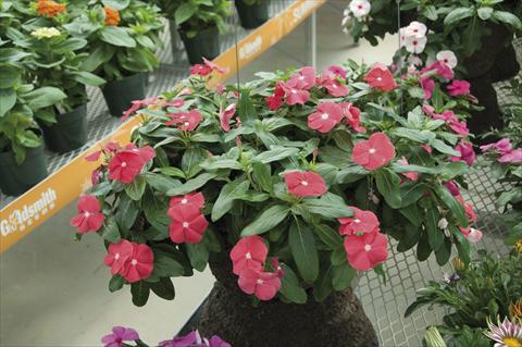 Photos von Blumenvarianten benutzt als: Topf, Beet, Terrasse, Ampel Catharanthus roseus - Vinca Cora Cascade Cherry