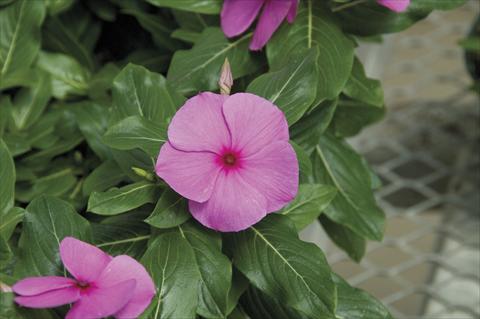 Photos von Blumenvarianten benutzt als: Topf und Beet Catharanthus roseus - Vinca Cora Cascade Lilac