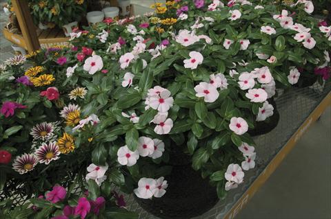 Photos von Blumenvarianten benutzt als: Topf, Beet, Terrasse, Ampel Catharanthus roseus - Vinca Cora Cascade Peach Blush