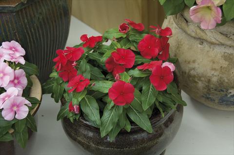 Photos von Blumenvarianten benutzt als: Topf und Beet Catharanthus roseus - Vinca Egeo F1 Deep Red