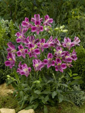 Photos von Blumenvarianten benutzt als: Topf, Beet, Terrasse Alstroemeria Inca® Azur