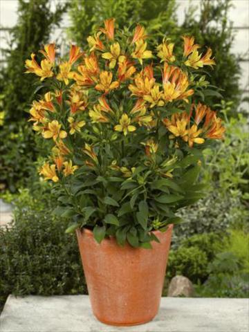Photos von Blumenvarianten benutzt als: Topf, Beet, Terrasse Alstroemeria Inca® Birdy