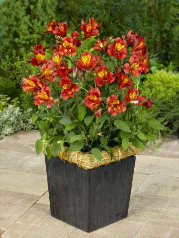 Photos von Blumenvarianten benutzt als: Topf, Beet, Terrasse Alstroemeria Inca® Classic