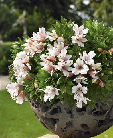 Photos von Blumenvarianten benutzt als: Topf, Beet, Terrasse Alstroemeria Inticancha® Pink Blush