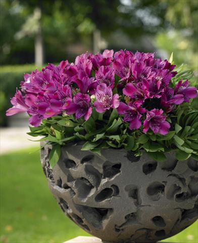 Photos von Blumenvarianten benutzt als: Topf, Beet, Terrasse Alstroemeria Inticancha® Purple