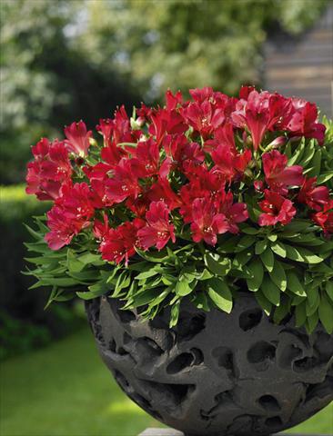 Photos von Blumenvarianten benutzt als: Topf, Beet, Terrasse Alstroemeria Inticancha® Red