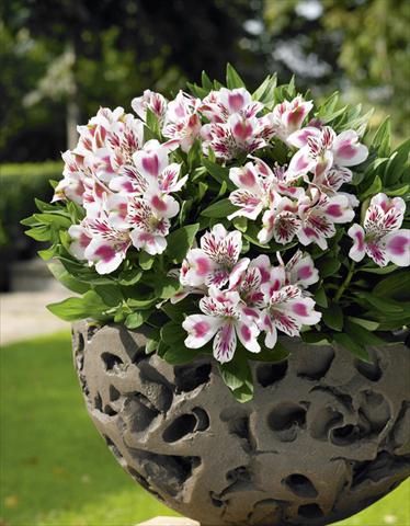 Photos von Blumenvarianten benutzt als: Topf, Beet, Terrasse Alstroemeria Inticancha® White Pink Heart