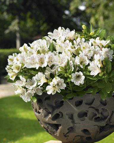 Photos von Blumenvarianten benutzt als: Topf, Beet, Terrasse Alstroemeria Inticancha® White
