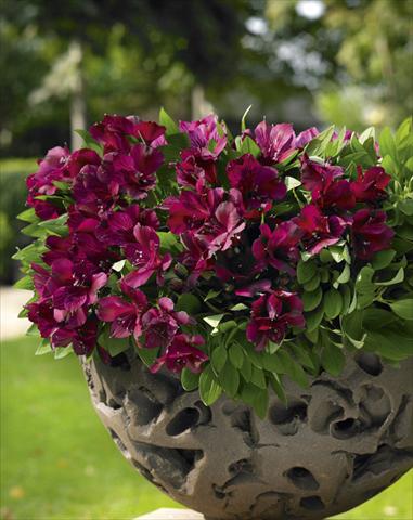 Photos von Blumenvarianten benutzt als: Topf, Beet, Terrasse Alstroemeria Inticancha® Dark Purple