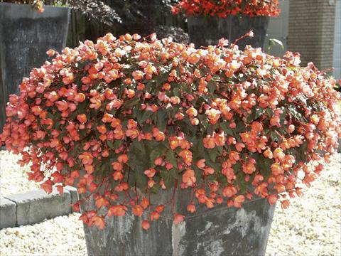 Photos von Blumenvarianten benutzt als: Beet, Topf oder Ampel Begonia hybrida Dainty Dancer Apricot