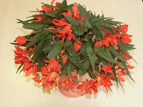 Photos von Blumenvarianten benutzt als: Beet, Topf oder Ampel Begonia hybrida Sparkler Scarlet