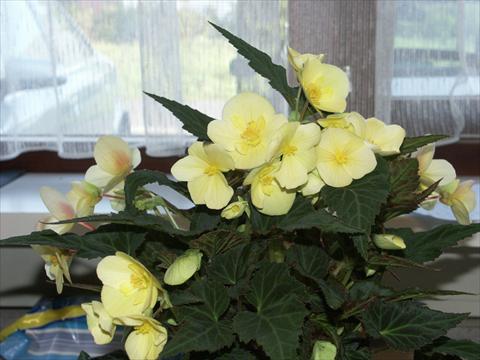Photos von Blumenvarianten benutzt als: Beet, Topf oder Ampel Begonia hybrida Yellow Desire