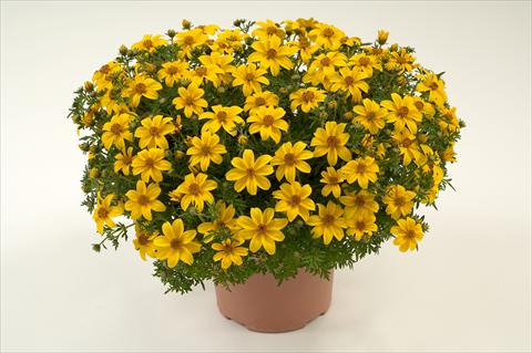 Photos von Blumenvarianten benutzt als: Topf, Beet, Terrasse, Ampel Bidens ferulifolia Yellow Charm