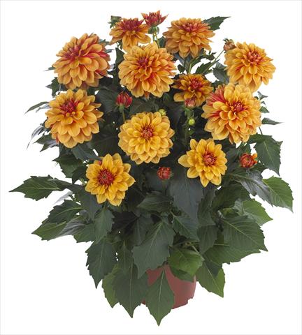 Photos von Blumenvarianten benutzt als: Topf und Beet Dahlia Hypnotica Bronze Bicolor