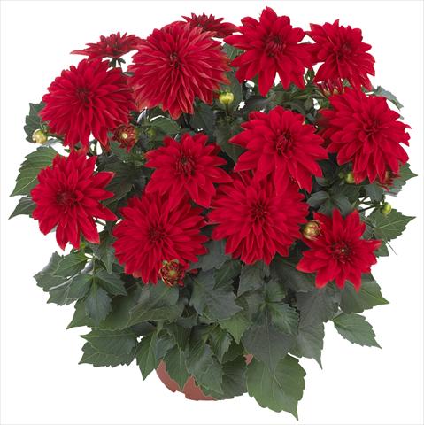 Photos von Blumenvarianten benutzt als: Topf und Beet Dahlia Hypnotica Red
