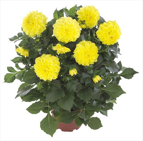 Photos von Blumenvarianten benutzt als: Topf und Beet Dahlia Hypnotica Yellow