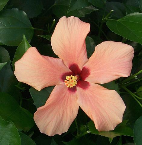 Photos von Blumenvarianten benutzt als: Topf und Beet Hibiscus rosa-sinensis Cairo Apricot