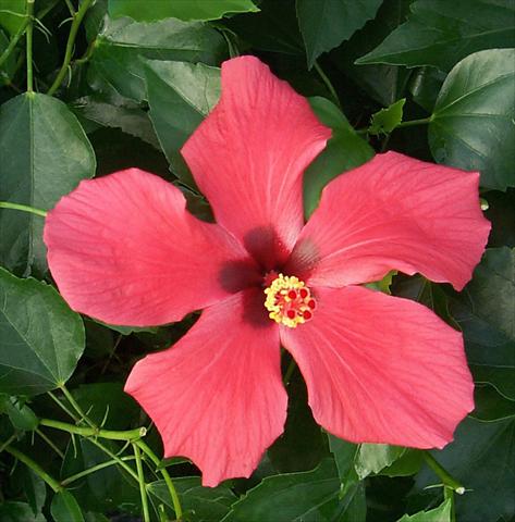 Photos von Blumenvarianten benutzt als: Topf und Beet Hibiscus rosa-sinensis Cairo Red