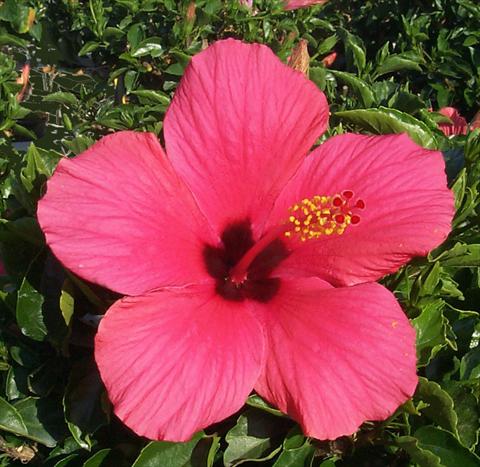 Photos von Blumenvarianten benutzt als: Topf und Beet Hibiscus rosa-sinensis Cairo Rose